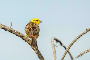 verbreitet Yellowhammer Fink foto