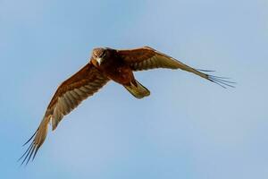 australasiatisch Harrier im Neu Neuseeland foto