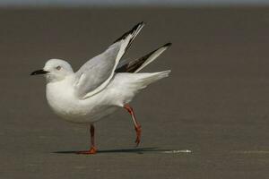 Schwarzschnabel Möwe endemisch zu Neu Neuseeland foto