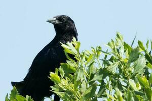 Boot beschattet grackle foto