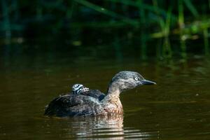 dabchick Neu Neuseeland Haubentaucher foto