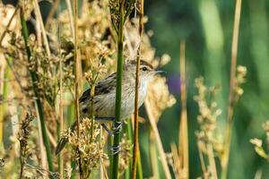 wenig Grasvogel im Australien foto