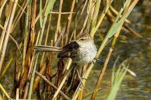 wenig Grasvogel im Australien foto