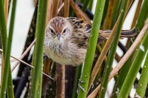 wenig Grasvogel im Australien foto