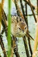 wenig Grasvogel im Australien foto