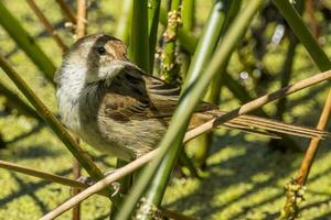 wenig Grasvogel im Australien foto