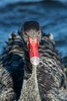 schwarz Schwan im Australien foto