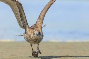 Süd- schwarz unterstützt Möwe foto