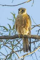 australisch Hobby im Australien foto