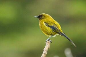 Neu Neuseeland Glockenvogel foto