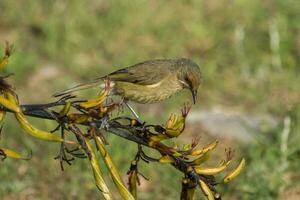 Neu Neuseeland Glockenvogel foto