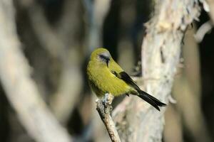 Neu Neuseeland Glockenvogel foto