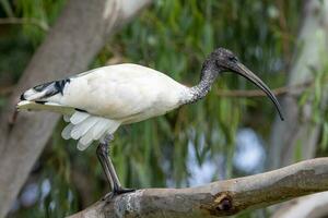 australischer weißer ibis foto