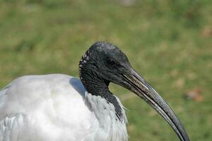 australischer weißer ibis foto