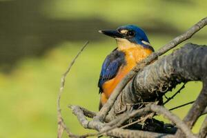 azurblau Eisvogel im Australien foto