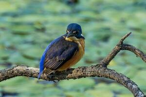 azurblau Eisvogel im Australien foto