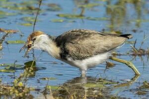 Kamm mit Haube Jacana foto