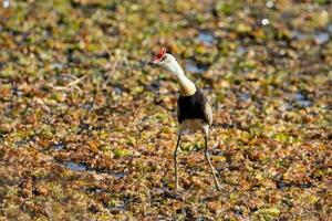 Kamm mit Haube Jacana foto