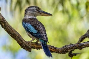 östlichen Blau geflügelt Kookaburra foto