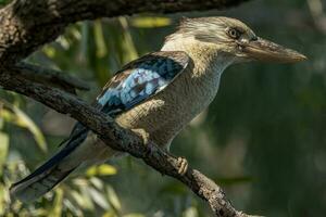 östlichen Blau geflügelt Kookaburra foto