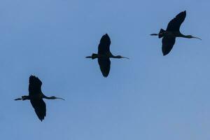 glänzend ibis im Australien foto