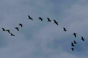 glänzend ibis im Australien foto