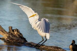 mittlere Reiher im Australien foto