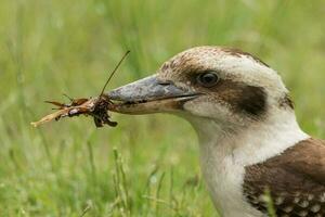 Lachen Kookaburra im Australien foto