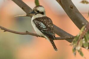 Lachen Kookaburra im Australien foto