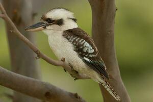 Lachen Kookaburra im Australien foto