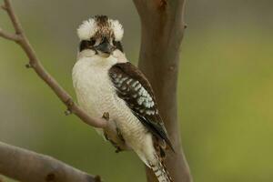 Lachen Kookaburra im Australien foto