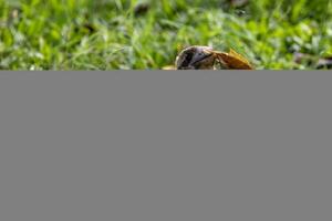 Lachen Kookaburra im Australien foto