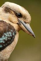 Lachen Kookaburra im Australien foto