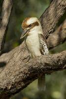 Lachen Kookaburra im Australien foto