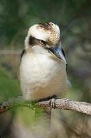 Lachen Kookaburra im Australien foto