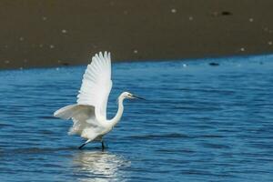 wenig Reiher im Australien foto