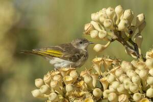 rufous Kehle Honigfresser foto