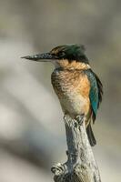 heilig Eisvogel im Australien foto