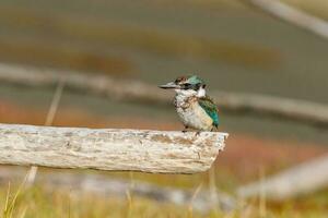 heilig Eisvogel im Australien foto