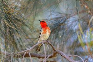 scharlachrot Honigfresser im Australien foto