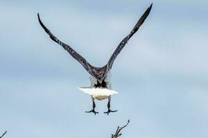 Stroh Hals ibis foto