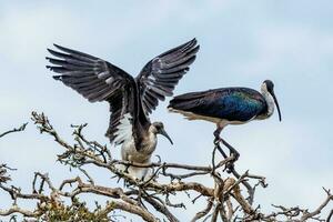 Stroh Hals ibis foto