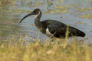 Stroh Hals ibis foto