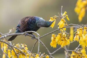 tui Honigfresser im Neu Neuseeland foto