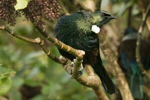 tui Honigfresser im Neu Neuseeland foto