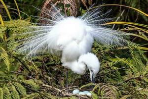 Weiß Reiher im Neu Neuseeland foto