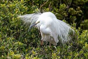 Weiß Reiher im Neu Neuseeland foto