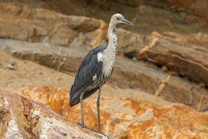 weißhalsig Reiher im Australien foto