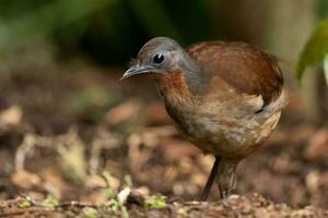 Alberts Lyrebird im Australien foto