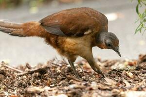 Alberts Lyrebird im Australien foto